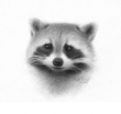 raccoon avatar