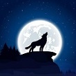 wolfcc avatar